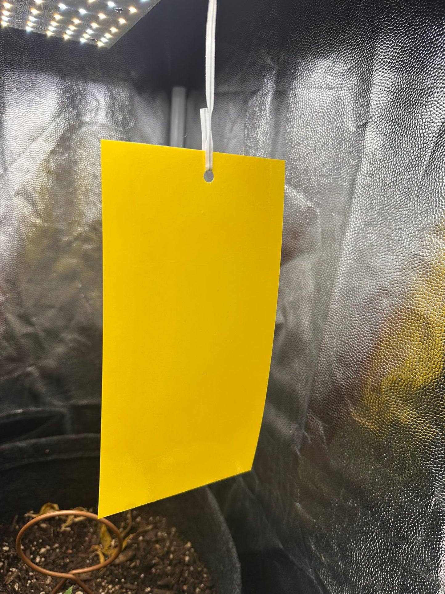 Gelbtafeln 20 Stück (20×10 cm)